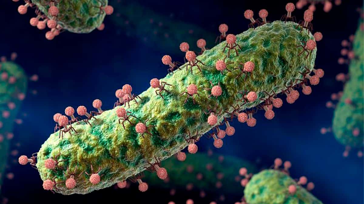 bea bacterio 1 Destaque-Virus-bacteriofagos.jpg